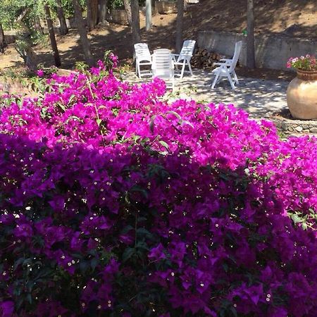 Villa Bouganvilla 切法卢 外观 照片